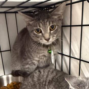 French Fry -  Domestic Short Hair Cat for Adoption in Normal, Illinois - French Fry | PetCurious