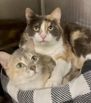 Miku and Saya -  Manx and Calico Cat for Adoption in Baton Rouge, Louisiana - Miku And Saya | PetCurious