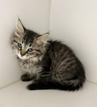 Willa -  Domestic Medium Hair Cat for Adoption in Rochester, Indiana - Willa | PetCurious