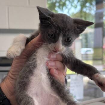 Winston -  Domestic Short Hair Cat for Adoption in Montgomery, Alabama - Winston | PetCurious