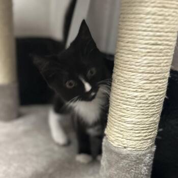 Domestic Short Hair Cats Available for Adoption - Cookie | PetCurious