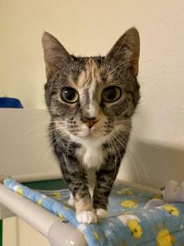 Domestic Short Hair and Torbie Cats Available for Adoption - Brianna | PetCurious