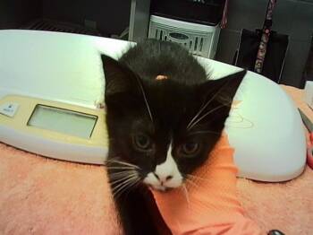 DAISY -  Domestic Short Hair Cat for Adoption in Indianapolis, Indiana - DAISY | PetCurious