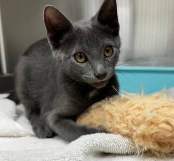 Gator -  Domestic Short Hair Cat for Adoption in Lake City, Arkansas - Gator | PetCurious