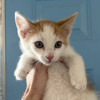 Kennie -  Domestic Short Hair Cat for Adoption in Denver, Colorado - Kennie | PetCurious