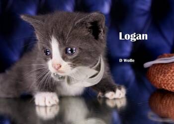 Logan -  Domestic Short Hair Cat for Adoption in York, Nebraska - Logan | PetCurious