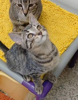 Rhoads -  Tabby and Domestic Short Hair Cat for Adoption in Bay City, Michigan - Rhoads | PetCurious