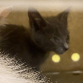 Zurich -  Domestic Short Hair Cat for Adoption in Philadelphia, Pennsylvania - Zurich | PetCurious