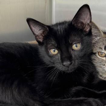 Domestic Short Hair Cats Available for Adoption in Buffalo, New York - Carmine | PetCurious