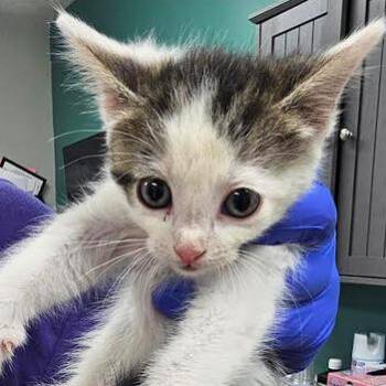 Mango -  Domestic Short Hair Cat for Adoption in Starkville, Mississippi - Mango | PetCurious