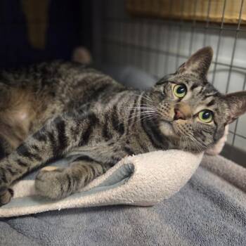 Pelly -  Domestic Short Hair Cat for Adoption in Houston, Texas - Pelly | PetCurious