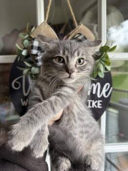 Rafe -  Domestic Short Hair Cat for Adoption in Berwick, Pennsylvania - Rafe | PetCurious