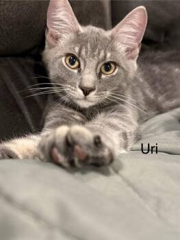 Domestic Short Hair Cats Available for Adoption in Middletown, Connecticut - Uri | PetCurious