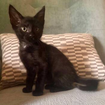 Rescue Domestic Short Hair Cats for Adoption in Charlotte, North Carolina - Albert | PetCurious