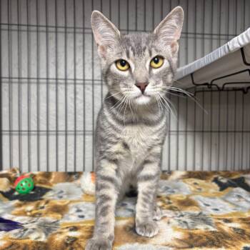 Kingston -  Domestic Medium Hair Cat for Adoption in Puslinch, Ontario - Kingston | PetCurious