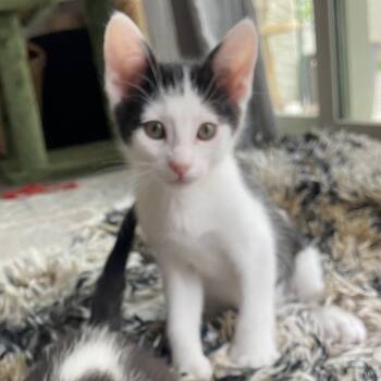 Domestic Short Hair Cats Available for Adoption in San Tan Valley, Arizona - Kai | PetCurious