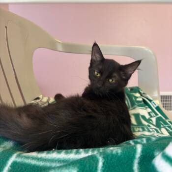 Domestic Medium Hair Cats Available for Adoption in Fenton, Michigan - Electra | PetCurious