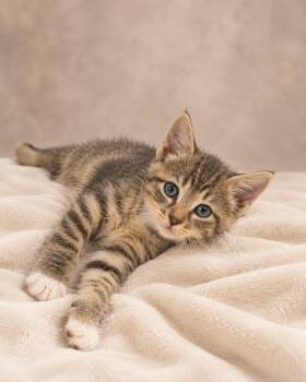 Poppie -  Tabby Cat for Adoption in Miami, Florida - Poppie | PetCurious