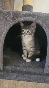 Wolverine -  Domestic Short Hair Cat for Adoption in Mcpherson, Kansas - Wolverine | PetCurious