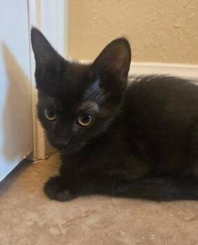 Yoro -  Domestic Short Hair Cat for Adoption in Houston, Texas - Yoro | PetCurious