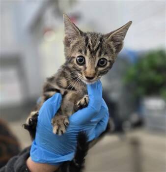 CHALUPA -  Domestic Short Hair Cat for Adoption in Dallas, Texas - CHALUPA | PetCurious