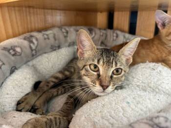 Rescue Domestic Short Hair Cats for Adoption in Portsmouth, Virginia - Challah | PetCurious