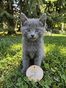 Periwinkle -  Domestic Short Hair Cat for Adoption in Heber City, Utah - Periwinkle | PetCurious