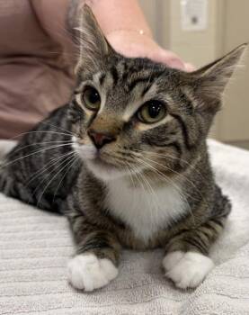 Cozi Q -  Domestic Short Hair Cat for Adoption in Fishers, Indiana - Cozi Q | PetCurious