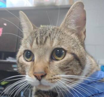 Tabby Cats Available for Adoption - Parsnip | PetCurious