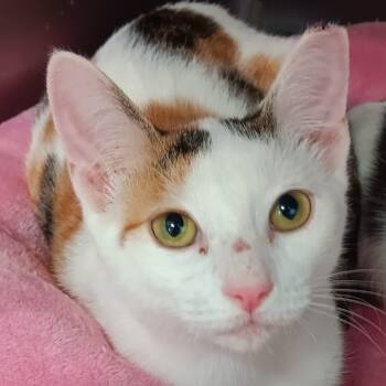 Rescue Domestic Short Hair Cats for Adoption in Jupiter, Florida - Paris | PetCurious