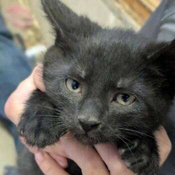 Domestic Short Hair Cats Available for Adoption in Rochester, Minnesota - Galaxy | PetCurious