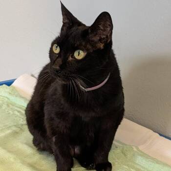 Granola -  Domestic Short Hair Cat for Adoption in Long Beach, California - Granola | PetCurious