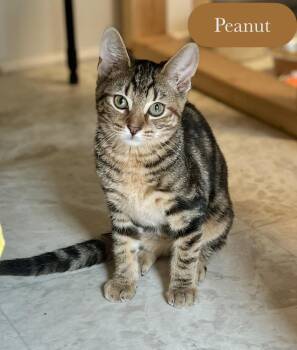 Peanut -  Domestic Short Hair Cat for Adoption in Chalfont, Pennsylvania - Peanut | PetCurious