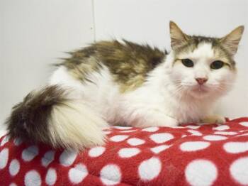 Domestic Long Hair Cats Available for Adoption in Sacramento, California - STARLORD | PetCurious