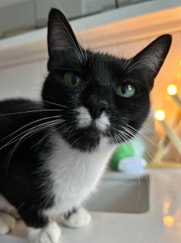 Rescue Domestic Short Hair Cats for Adoption - Lucy | PetCurious