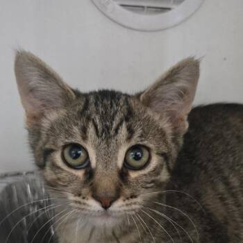 Random House -  Domestic Short Hair Cat for Adoption in Dearborn, Michigan - Random House | PetCurious