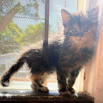 Winnie -  Domestic Short Hair Cat for Adoption in Pleasant Hill, California - Winnie | PetCurious