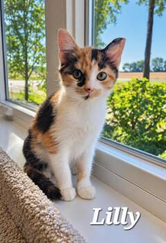 Lilly -  Domestic Short Hair Cat for Adoption in Sidney, Ohio - Lilly | PetCurious