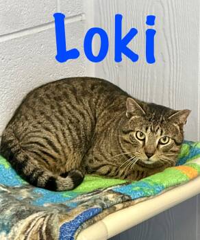 Domestic Short Hair Cats Available for Adoption - Loki | PetCurious