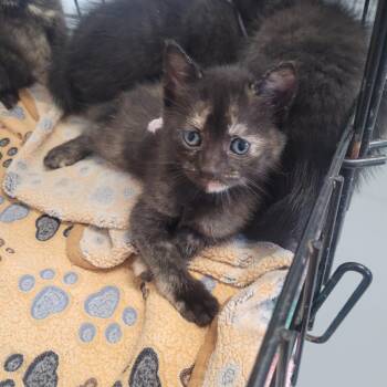 Pink -  Domestic Short Hair Cat Available for Adoption in Clarksdale, Mississippi - Pink | PetCurious