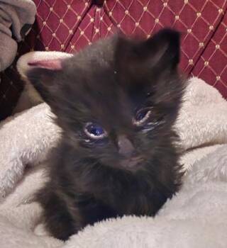 Domestic Long Hair and Domestic Short Hair Cats Available for Adoption in Klamath Falls, Oregon - Shiro | PetCurious