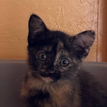Sprinkles -  Domestic Short Hair Cat for Adoption in Kennebunk, Maine - Sprinkles | PetCurious