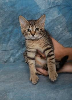 Rescue Domestic Short Hair Cats for Adoption in Rock Falls, Illinois - Blue Bell | PetCurious