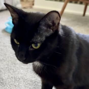 Rescue Domestic Short Hair Cats for Adoption in Philadelphia, Pennsylvania - Ashley | PetCurious