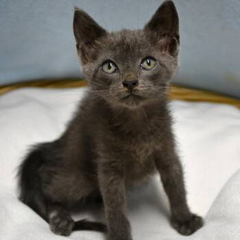 Kairo -  Domestic Short Hair Cat for Adoption in Beaumont, Texas - Kairo | PetCurious