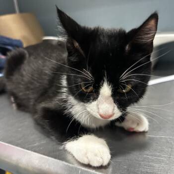 Pico de Gallo -  Domestic Short Hair Cat for Adoption in Chattanooga, Tennessee - Pico De Gallo | PetCurious