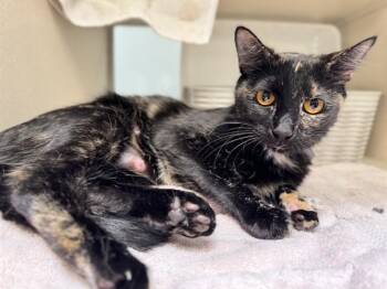 PRETTY GIRL -  Domestic Short Hair Cat for Adoption in Pueblo, Colorado - PRETTY GIRL | PetCurious