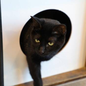 Raven -  Domestic Short Hair Cat for Adoption in Tampa, Florida - Raven | PetCurious