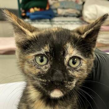 Domestic Short Hair Cats Available for Adoption in Las Cruces, New Mexico - Lunar | PetCurious