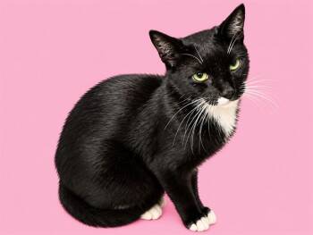 CHELA -  Domestic Short Hair Cat for Adoption in Doral, Florida - CHELA | PetCurious